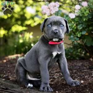 Faith, Cane Corso Puppy